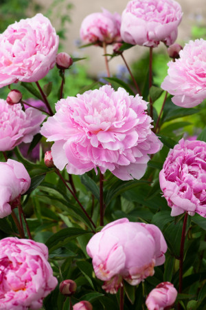 Piwonia 'Sarah Bernhardt' | Paeonia