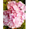 Hortensja ogrodowa 'Rotkehlchen' Hydrangea macrophylla