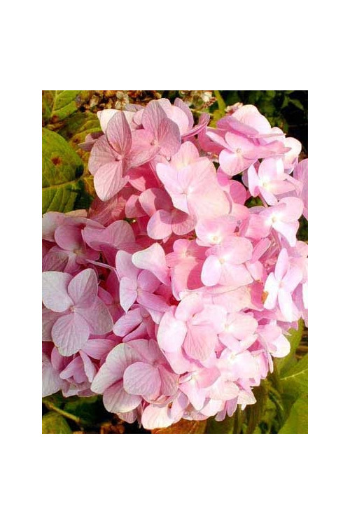 Hortensja ogrodowa 'Rotkehlchen' Hydrangea macrophylla