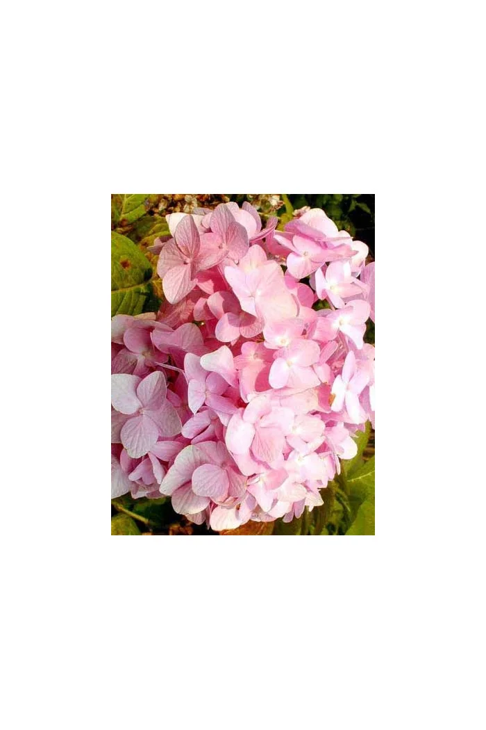 Hortensja ogrodowa 'Rotkehlchen' Hydrangea macrophylla