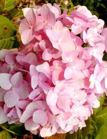 Hortensja ogrodowa 'Rotkehlchen' Hydrangea macrophylla