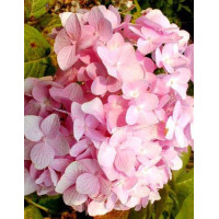Hortensja ogrodowa 'Rotkehlchen' Hydrangea macrophylla