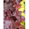 Żuraweczka (Żurawka) 'Burnished Bronze' Heucherella