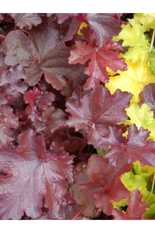 Żuraweczka (Żurawka) 'Burnished Bronze' Heucherella