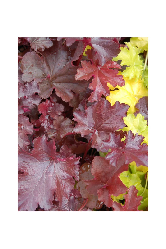 Żuraweczka (Żurawka) 'Burnished Bronze' Heucherella