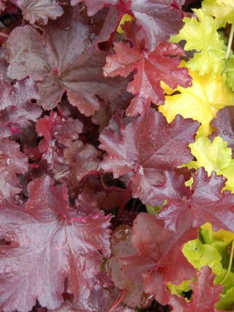 Żuraweczka (Żurawka) 'Burnished Bronze' Heucherella