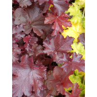 Żuraweczka (Żurawka) 'Burnished Bronze' Heucherella
