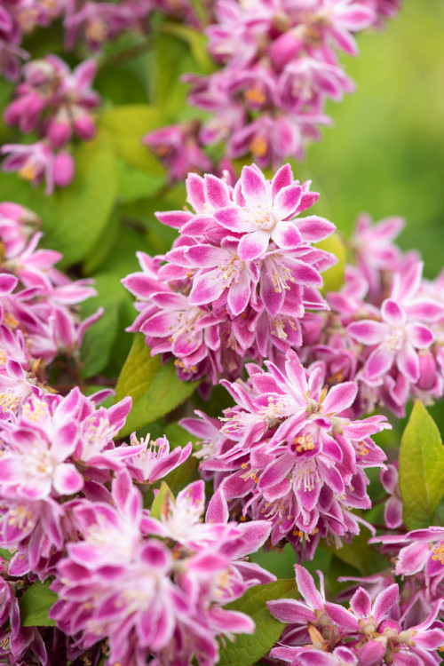 Żylistek mieszańcowy 'Strawberry Fields' | Deutzia hybrida