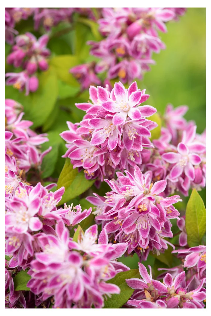 Żylistek mieszańcowy 'Strawberry Fields' | Deutzia hybrida