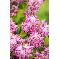 Żylistek mieszańcowy 'Strawberry Fields' | Deutzia hybrida