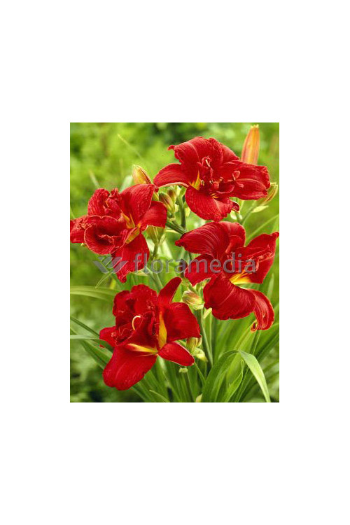 liliowiec, hemerocallis