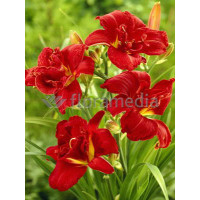 liliowiec, hemerocallis