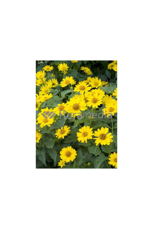 Słoneczniczek szorstki 'Summer Nights' | Heliopsis helianthoides ssp.scabra