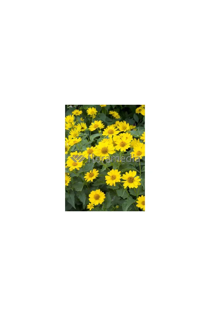 Słoneczniczek szorstki 'Summer Nights' | Heliopsis helianthoides ssp.scabra