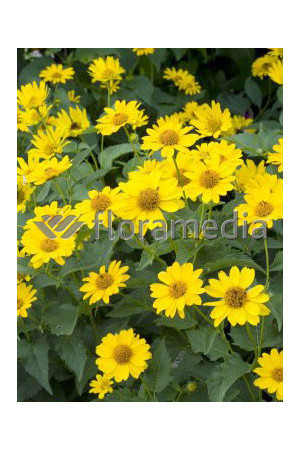 Słoneczniczek szorstki 'Summer Nights' | Heliopsis helianthoides ssp.scabra