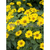 Słoneczniczek szorstki 'Summer Nights' | Heliopsis helianthoides ssp.scabra