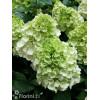 Hortensja bukietowa 'Mont Blanc'| Hydrangea paniculata