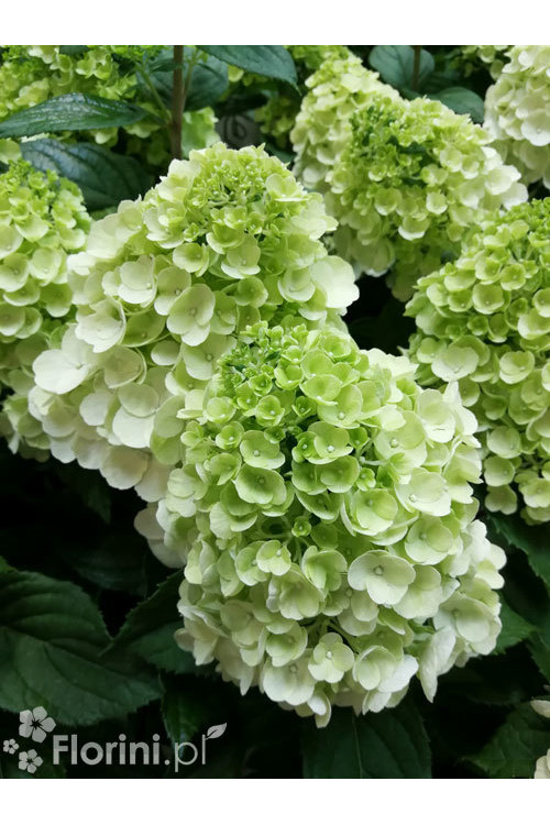 Hortensja bukietowa 'Mont Blanc'| Hydrangea paniculata