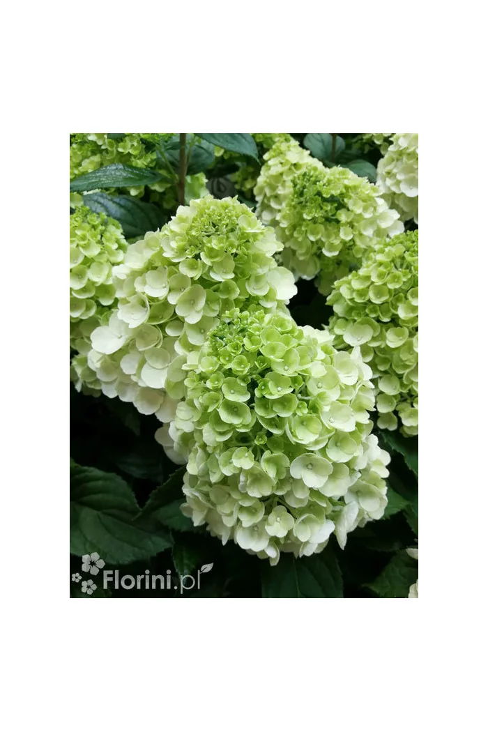 Hortensja bukietowa 'Mont Blanc'| Hydrangea paniculata