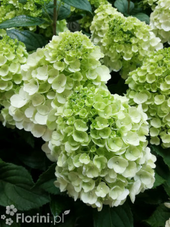 Hortensja bukietowa 'Mont Blanc'| Hydrangea paniculata