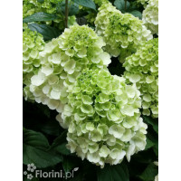 Hortensja bukietowa 'Mont Blanc'| Hydrangea paniculata
