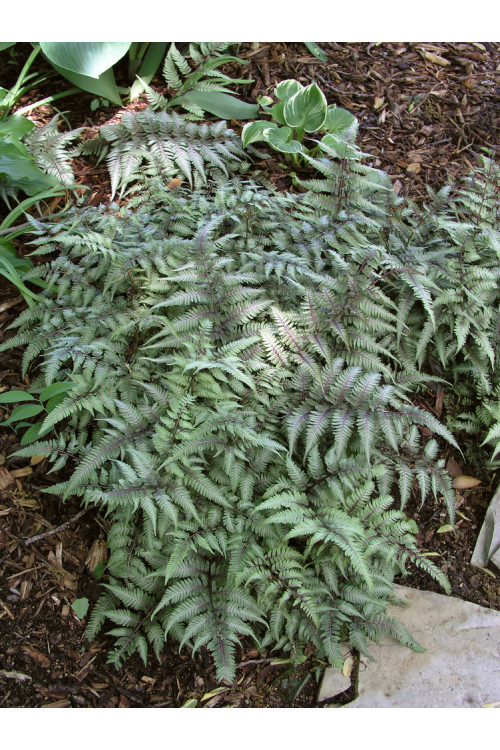 wietlica, wieltlica Metalicum Red Beauty