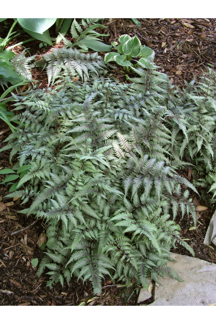 wietlica, wieltlica Metalicum Red Beauty