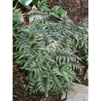 wietlica, wieltlica Metalicum Red Beauty