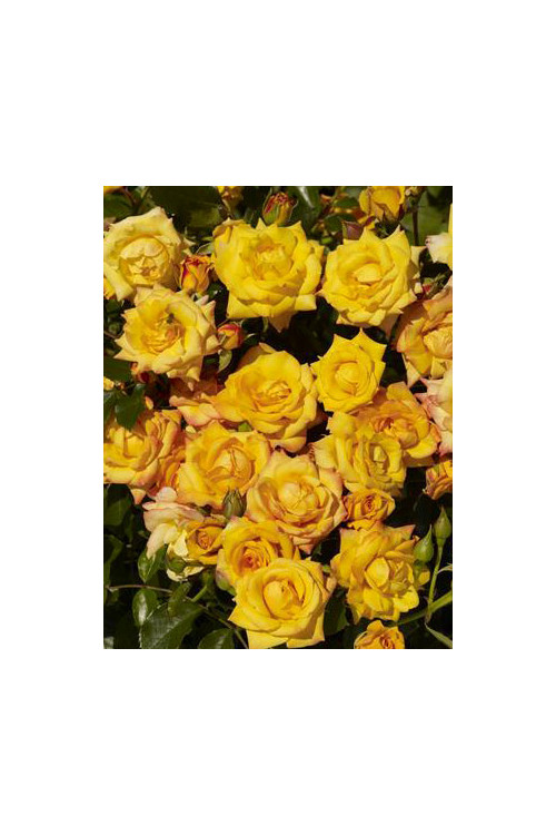 Róża 'Redova Courtyard' (pnąca, pachnąca) Rosa