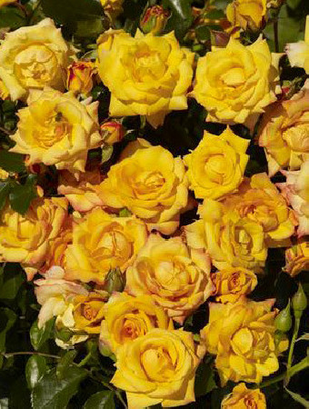 Róża 'Redova Courtyard' (pnąca, pachnąca) Rosa