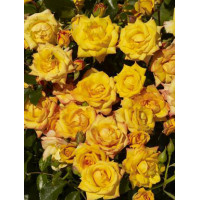 Róża 'Redova Courtyard' (pnąca, pachnąca) Rosa