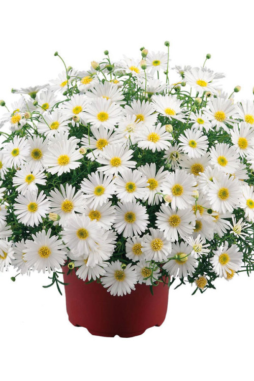 Czubatka ubiorkolistna, brachycome