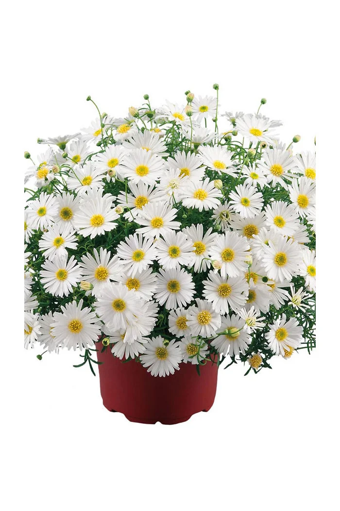 Czubatka ubiorkolistna, brachycome