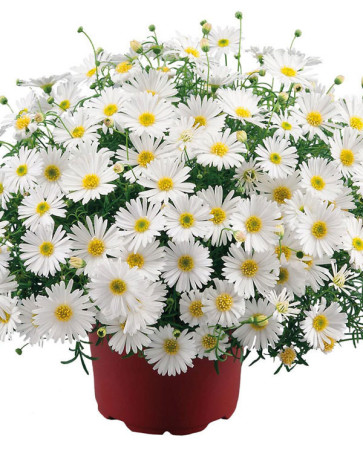 Czubatka ubiorkolistna, brachycome