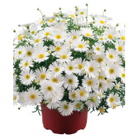 Czubatka ubiorkolistna, brachycome