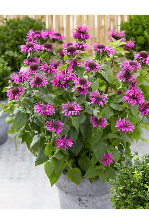 Pysznogłówka 'Bee Free' | Monarda