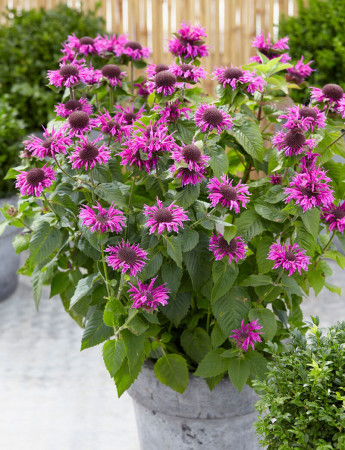 Pysznogłówka 'Bee Free' | Monarda