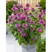 Pysznogłówka 'Bee Free' | Monarda