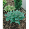 Funkia 'Blue Wedgewood' Hosta