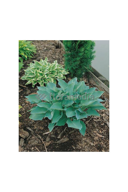 Funkia 'Blue Wedgewood' Hosta