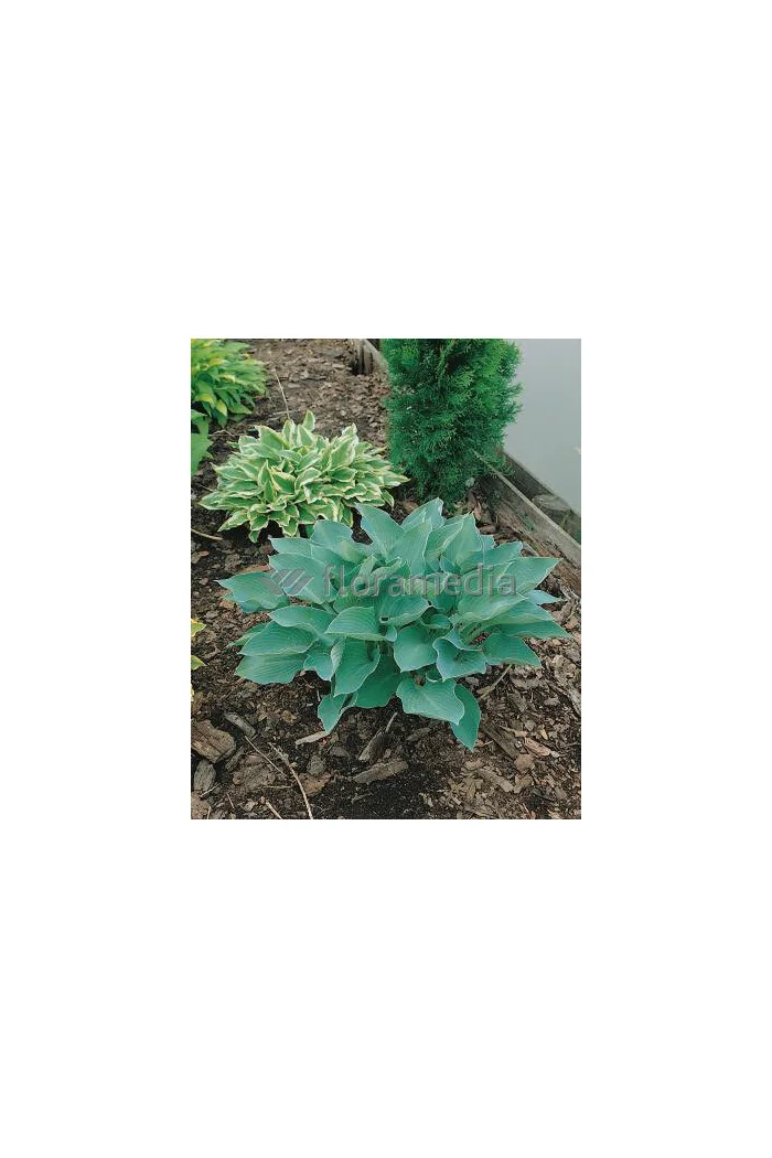 Funkia 'Blue Wedgewood' Hosta