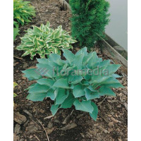 Funkia 'Blue Wedgewood' Hosta