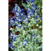 Wielosił błękitny 'Brise d'Anjou' | Polemonium caeruleum