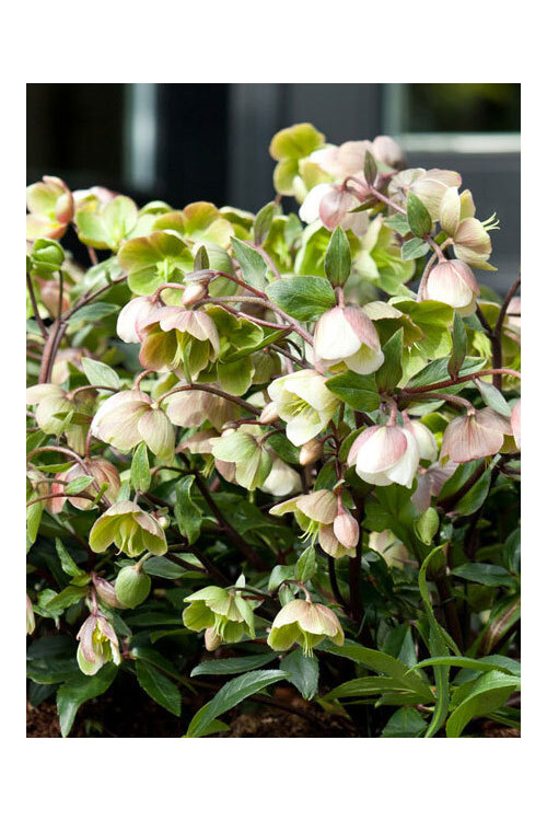 Ciemiernik 'Winter Bells' | Helleborus × sahinii