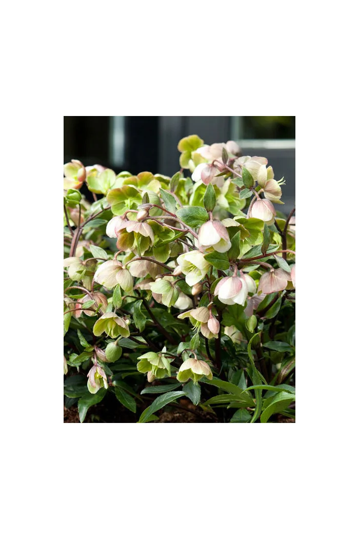 Ciemiernik 'Winter Bells' | Helleborus × sahinii