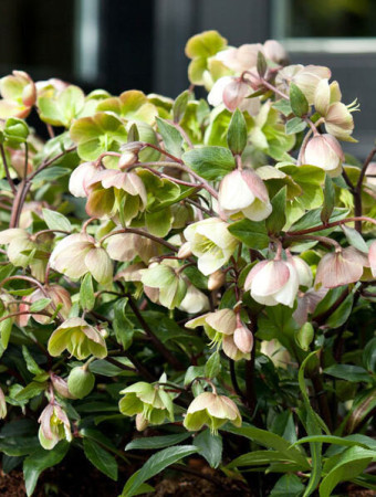 Ciemiernik 'Winter Bells' | Helleborus × sahinii