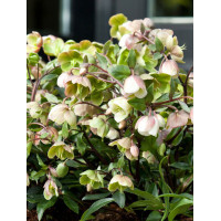 Ciemiernik 'Winter Bells' | Helleborus × sahinii