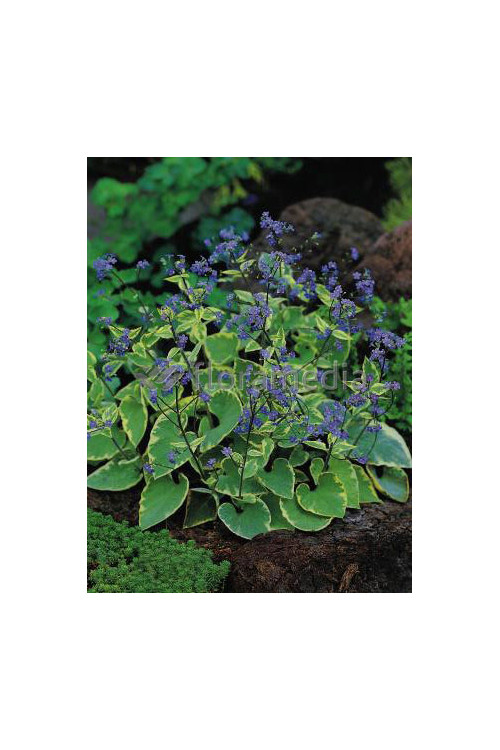 Brunnera sercolistna 'Hadspen Cream' Brunnera