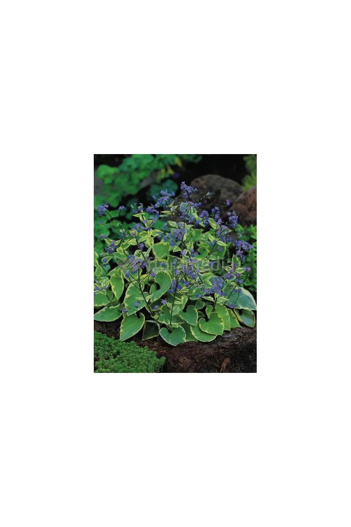 Brunnera sercolistna 'Hadspen Cream' Brunnera