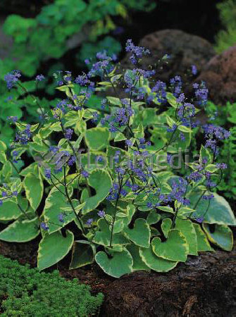 Brunnera sercolistna 'Hadspen Cream' Brunnera